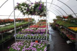 Easy Tips to Find a Quality Plant Nursery