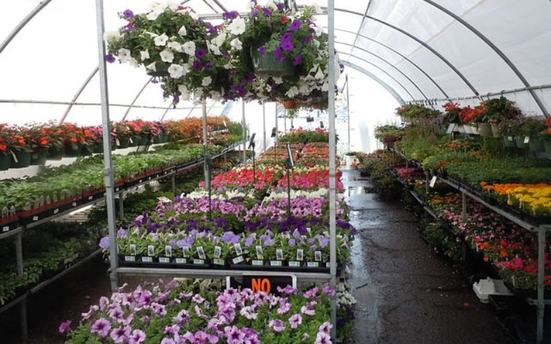 Easy Tips to Find a Quality Plant Nursery