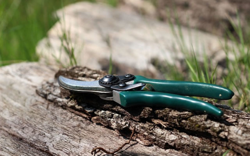 4 of the Best DIY Pruning Tips for Your Garden Plants