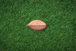 Choosing The Best Artificial Grass For Your Pet