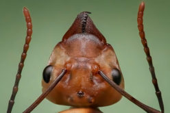 How to Prevent Termites and Other Creepy Crawlers from Damaging Your House