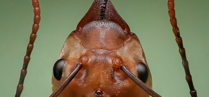 How to Prevent Termites and Other Creepy Crawlers from Damaging Your House