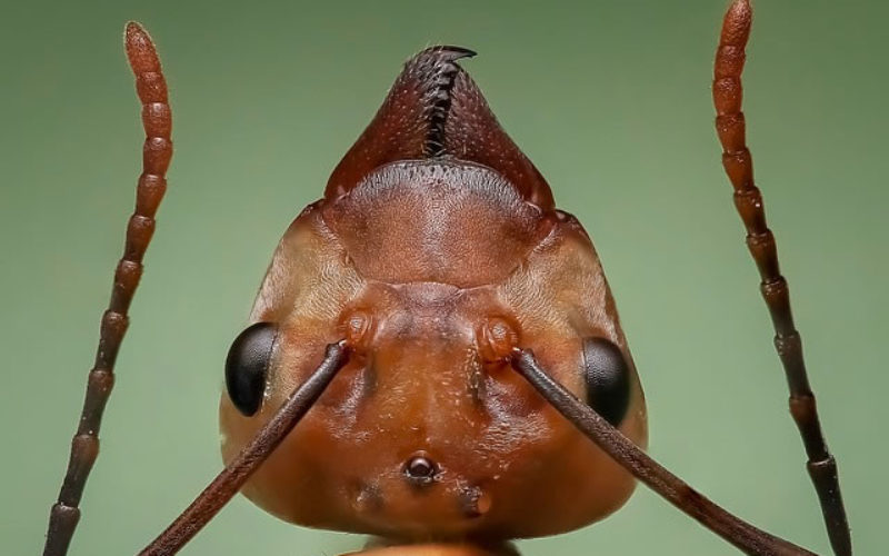 How to Prevent Termites and Other Creepy Crawlers from Damaging Your House