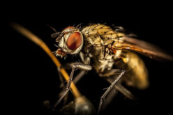 Rodents and Roaches: 5 Ways to Eliminate These Pests This Summer