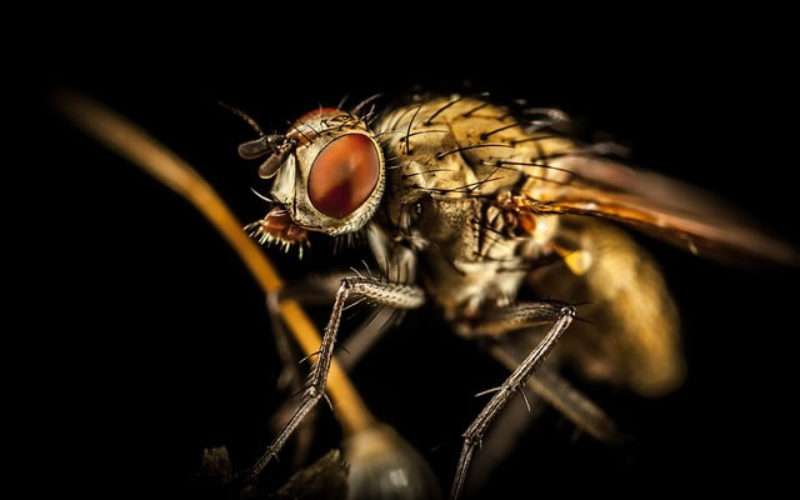 Rodents and Roaches: 5 Ways to Eliminate These Pests This Summer