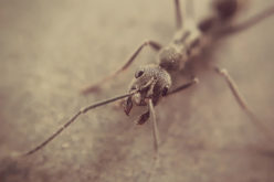6 Crucial Reasons Why It’s Important to Keep Pests Off Your Property