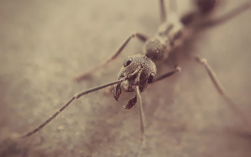 6 Crucial Reasons Why It’s Important to Keep Pests Off Your Property