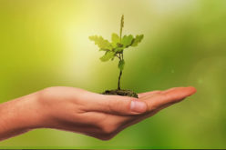 Key Tips on How to Position Trees When Planting for the Best Long Term Location