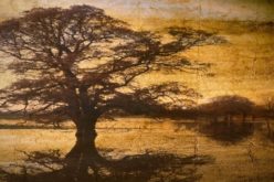 What Impact Do Trees Have on Home Value?
