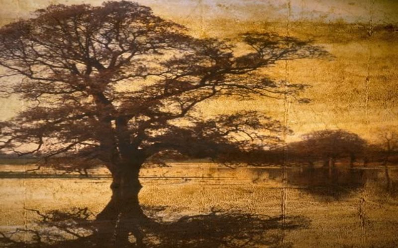 What Impact Do Trees Have on Home Value?