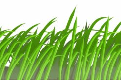 Hot to Establish a New Lawn