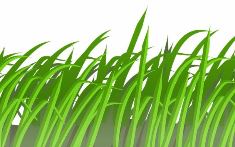 Hot to Establish a New Lawn