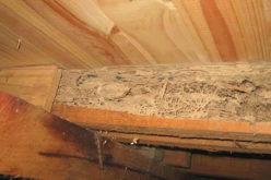 Why Regular Termite Inspection of Your Home Is Essential