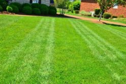 Top-Notch Lawn Care: 5 Ways to Keep Your Yard Green and Clean