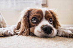 Finding the Flooring for You: Pros and Cons of Carpet, Hardwood, and Tile