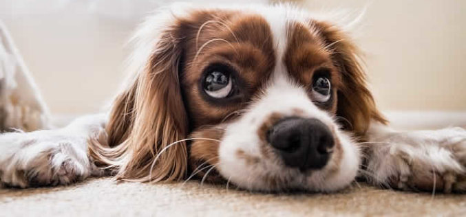 Finding the Flooring for You: Pros and Cons of Carpet, Hardwood, and Tile