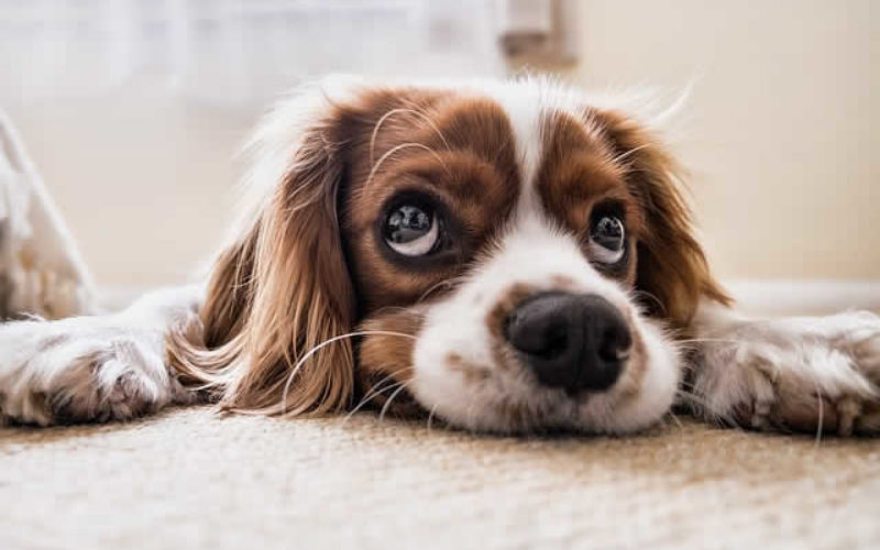 Finding the Flooring for You: Pros and Cons of Carpet, Hardwood, and Tile