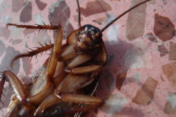 Where the Wild Things Are When They Shouldn’t Be: Spotting and Preventing Winter Pests