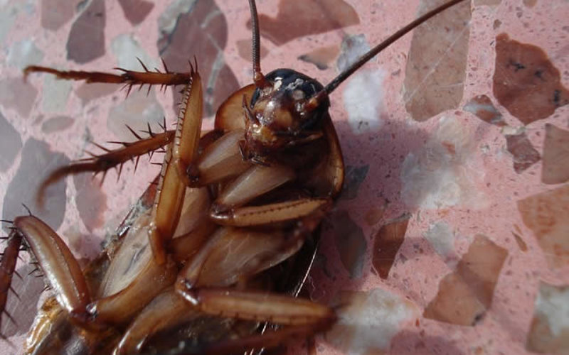 Where the Wild Things Are When They Shouldn’t Be: Spotting and Preventing Winter Pests