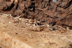 What Happens When Your Home Is Attacked By Termites