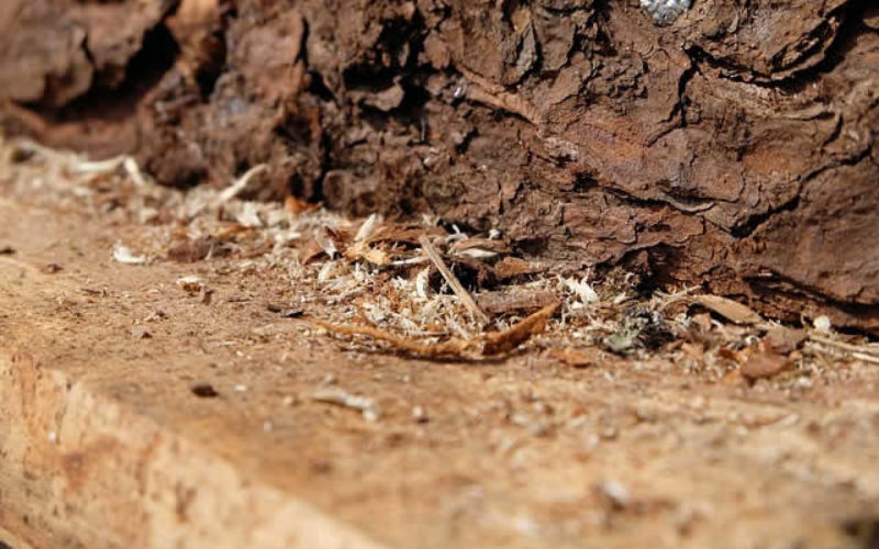 What Happens When Your Home Is Attacked By Termites