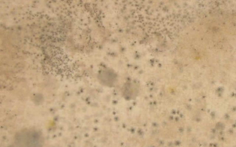 Three Tips to Prevent Mold and Moisture in Winter