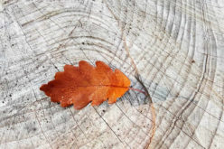 5 Reasons Why Oak is the Ideal Material for Your Home Building, Renovation and Improvement Project