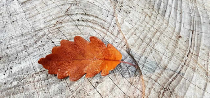 5 Reasons Why Oak is the Ideal Material for Your Home Building, Renovation and Improvement Project