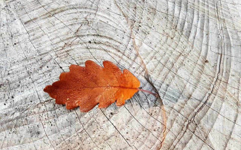 5 Reasons Why Oak is the Ideal Material for Your Home Building, Renovation and Improvement Project