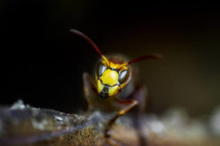 How to Manage Pests during Renovations