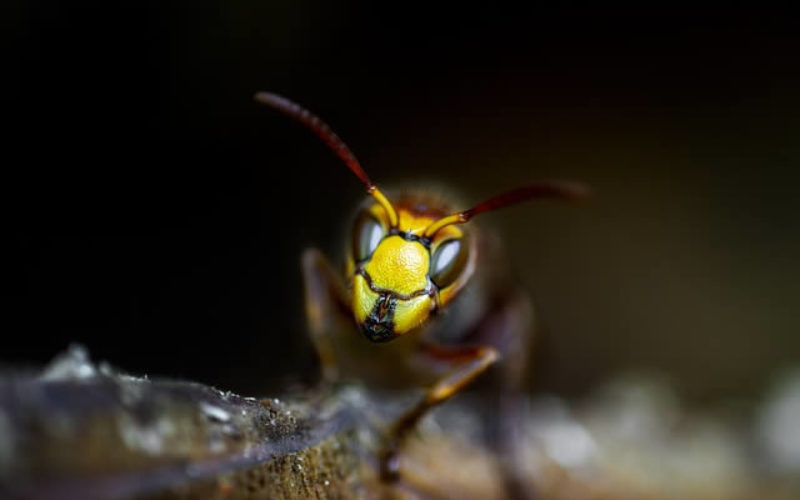 How to Manage Pests during Renovations