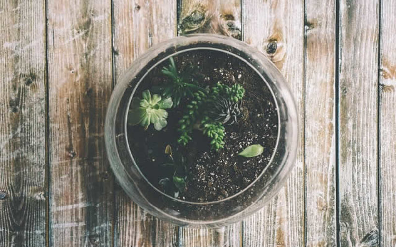 Gardening 101: How to Make a Closed Terrarium