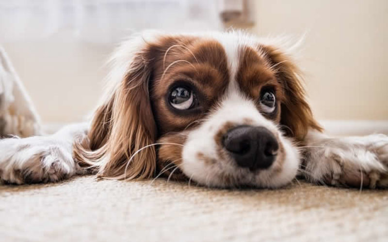 How to Keep Your Carpets From Turning Old and Shabby?
