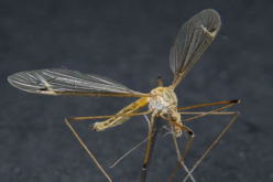 How to Alter Your Yard to Keep Out Bugs