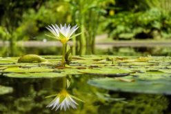How to Plumb Your Garden with a Relaxing Pond Feature