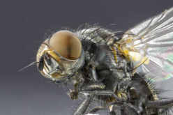 Eco-friendly Ways to Get Rid of Pests and Start Renovations