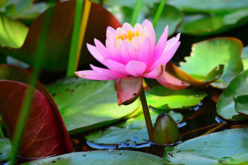How to Fix Up a Yard With a Pond