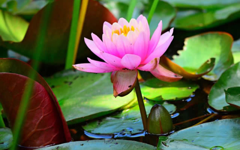 How to Fix Up a Yard With a Pond