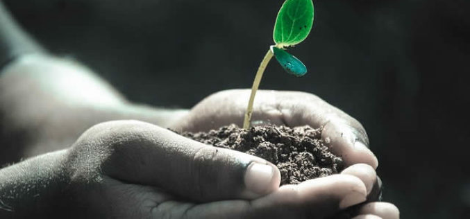 The Fascinating World of Soil