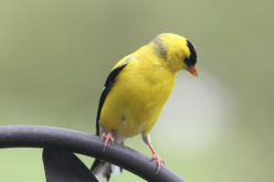 The Best Finch Feeders