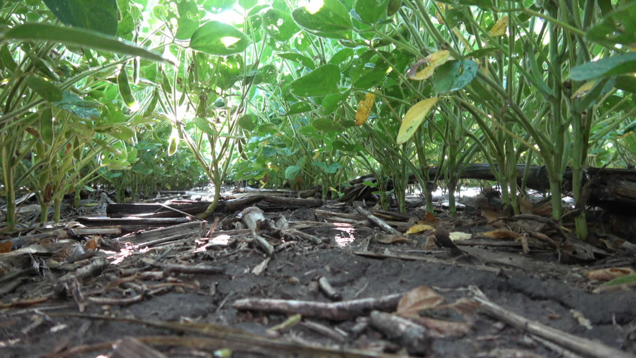 soybeans