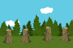 Best Stump Grinding Company