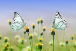 4 Garden Essentials to Consider for Your Renovation Project