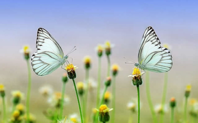 4 Garden Essentials to Consider for Your Renovation Project