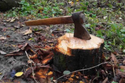 Stump Removal—How to Do It and Why It Needs to Happen
