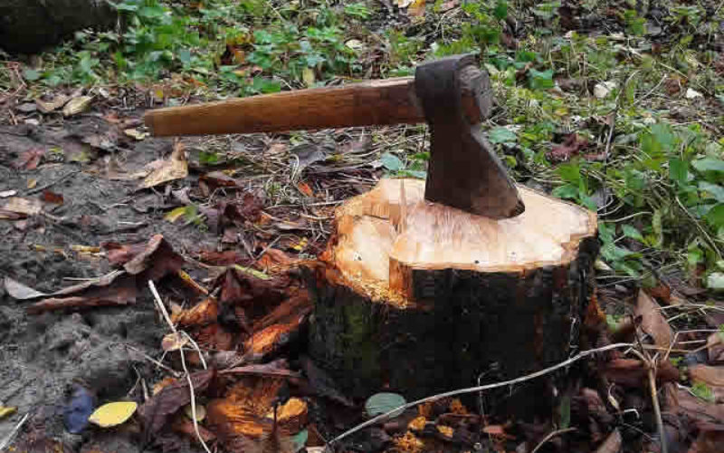 Stump Removal—How to Do It and Why It Needs to Happen