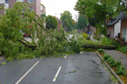 Emergency Roof Repair: 4 Steps to Take After a Tree Hits Your Roof in a Storm