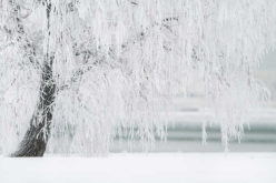 4 Beautiful Options to Continue Your Landscaping Through Winter