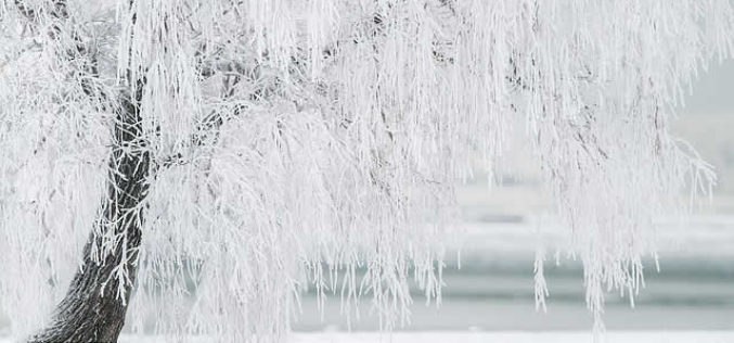 4 Beautiful Options to Continue Your Landscaping Through Winter