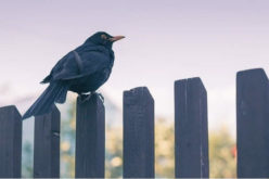 What to Consider When Building a Fence for Your Home
